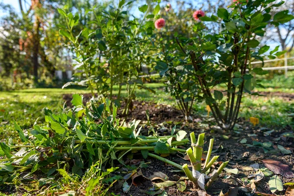 stock image Cutting down dahlia plant foliage before digging up the tubers for winter storage. Autumn gardening jobs. Overwintering dahlia tubers.