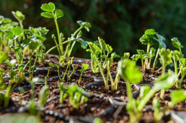 Tohum tepsisi, filizlenen Ranunculus bitkileriyle dolu. İranlı düğün çiçeği fidanları yayılma tepsisinde..