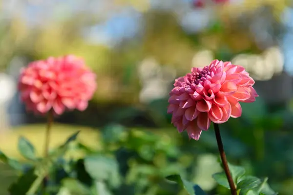 Daisy Duke Dahlia Pink Dahlia Flower — Stock Photo, Image