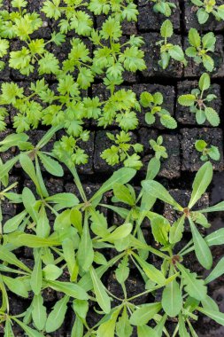 Flower seedlings growing in soil blocks. Soil blocking is a seed starting technique that relies on planting seeds in cubes of soil rather than plastic cell trays or pots. clipart