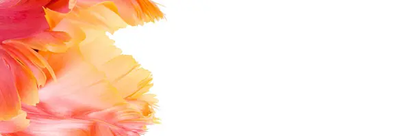 Abstraktes Makrofoto Einer Papageientulpe Mit Blütenblättern Florales Banner Abstrakter Floraler lizenzfreie Stockfotos