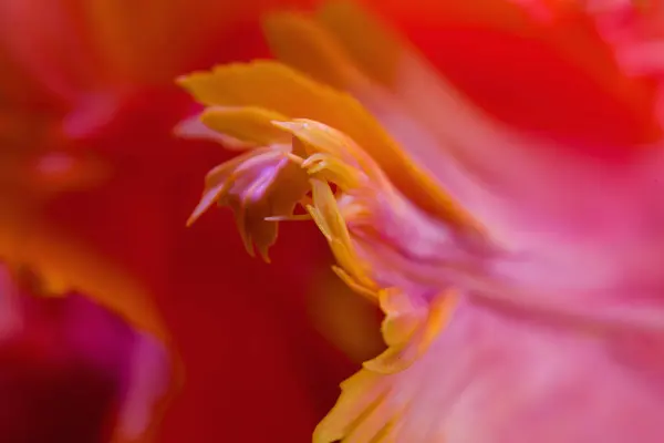 Abstrakt Makro Foto Tulipan Blomst Med Lav Dybde Feltet Naturlig Stock-foto