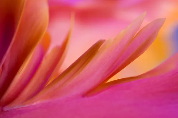Abstract Macro Photo Tulip Flower Shallow Depth Field Natural Background Stock Photo