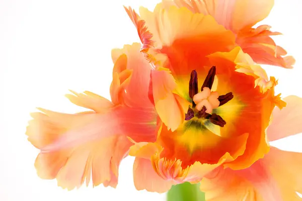 Utrolig Papegøje Papegøje Tulipan Åben Blomst Hoved Isoleret Hvid Baggrund Royaltyfrie stock-billeder