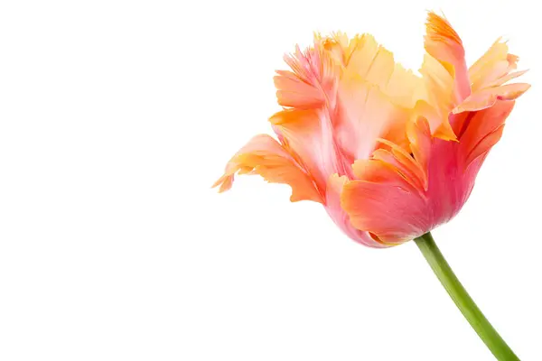 アメージング パロット ピンクとオレンジのパロットチューリップの花の頭は白い背景で隔離されました スペシャルティーチューリップ ストック写真