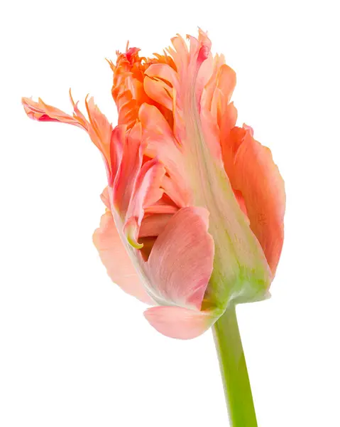 Loro Increíble Tulipán Loro Cerrado Cabeza Flor Aislada Sobre Fondo Fotos De Stock Sin Royalties Gratis