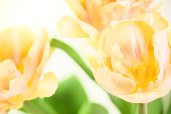 Tulipanes Amarillos Suaves Dobles Sobre Fondo Blanco Ramo Tulipanes Primavera Imagen De Stock