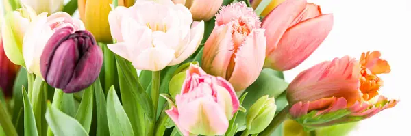 白い背景にエレガントな混合パステル色の春の花束 春のチューリップ チューリップブーケバナー ストック写真