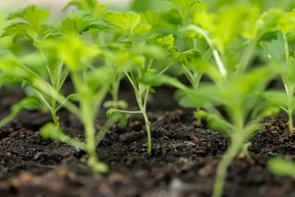 Mutterkraut Sämlinge Bodenblöcken Bodenblockierung Ist Eine Saatgutansatztechnik Die Auf Das Stockbild