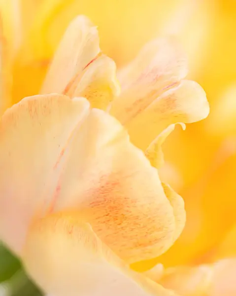 Blomster Abstrakt Baggrund Makro Skud Kronbladene Gul Tulipan Ekstrem Tulipan Stock-billede