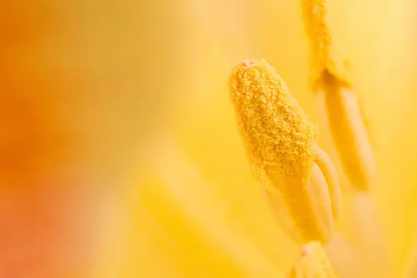 Bloemen Achtergrond Macro Opname Van Binnenkant Van Een Gele Tulp Stockfoto