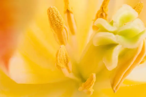 Fondo Floral Macro Interior Tulipán Amarillo Tulipán Extremo Cerca Imagen De Stock