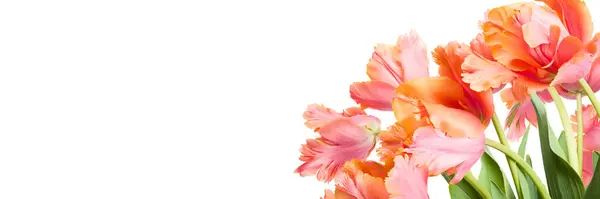Ramo Primavera Sorprendentes Tulipanes Loro Aislados Sobre Fondo Blanco Banner Imágenes De Stock Sin Royalties Gratis