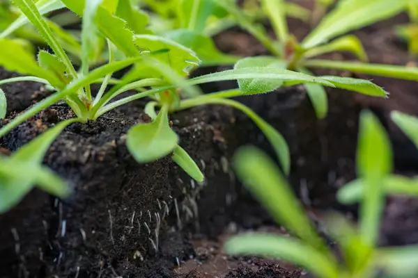 Statice Seedlings Soil Blocks Air Pruning Means Initial Roots Slightly Royalty Free Stock Photos