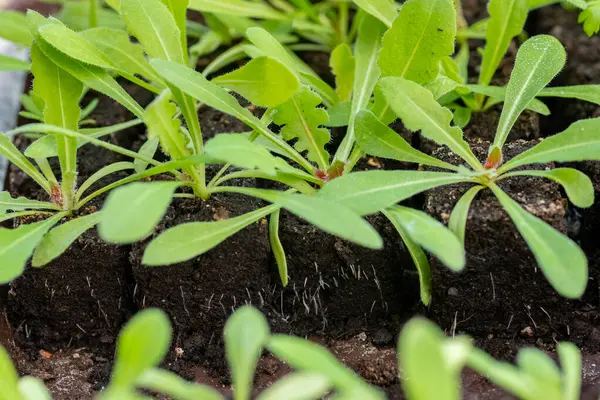 Statice Seedlings Soil Blocks Air Pruning Means Initial Roots Slightly Stock Image