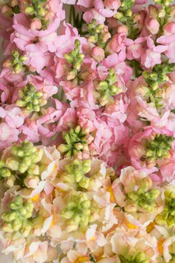 Güzel pastel renkli aslanağzı. Şipşak yakın çekim. Çeşitli renklerde Aslanağzı çiçekleri arka planı.