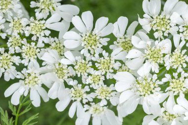 Orlaya grandiflora. Beyaz lacivert yakın çekim.