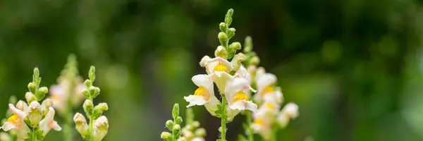 stock image Tall healthy blooming apricot beauty snapdragons. Antirrhinum dragon flower. Ornamental cut flower garden banner.