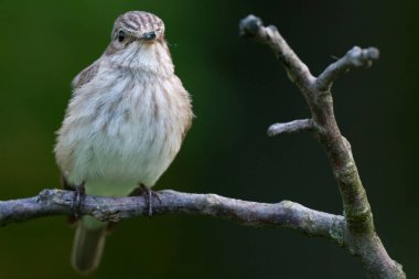 Sinekkapan, Muscicapa Striata önde, kameraya bakarken görüldü..