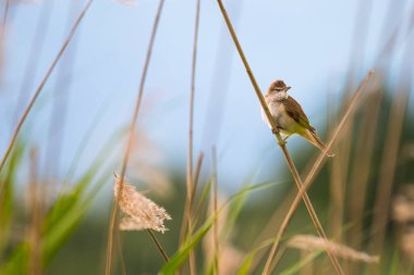 büyük kamışçın, kuş türü arundinaceus.