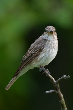 Görüldü sinek avcısı, Muscicapa çizgili gagalı av.