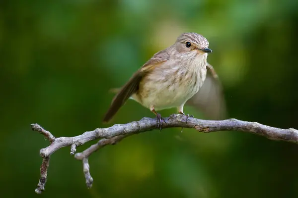 stock image Spotted Flycatcher, Muscicapa striata spreading wings front view.