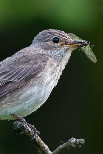 stock image Spotted Flycatcher, Muscicapa striata with prey in beak.