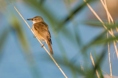 Büyük sazlık bülbülü, Acrocephalus Arundinaceus. Gagasında böcek avıyla Reed bülbülü.