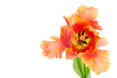 Harika bir papağan. Papağan lalesi açık çiçek kafası beyaz arka planda izole edilmiş. Özel lale. Macro bir lalenin içinde vuruldu..