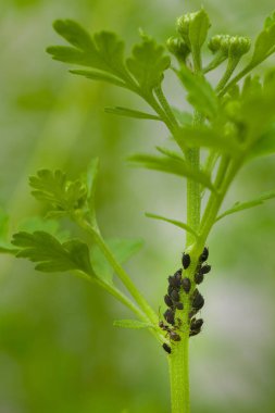 Siyah fasulye bitleri istilasına uğradı. Karıncalar çiçek sapındaki yaprak bitleri kolonisine eğilimlidir. Yaprak bitleri ve karıncalar kapanır.