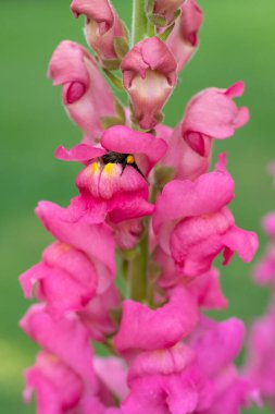 Yabanarısı tozlaşan aslanağzı çiçekleri. Yaban arısı çiçeklerden polen ve nektar topluyor..