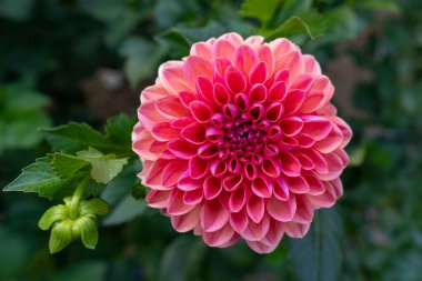 Daisy Duke Dahlia Çiçeği. Güzel ahududu renkli top çeşitleri Dahlia yakın çekim.