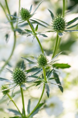 Eryngium planum, Düz Deniz çobanpüskülü çiçek tarhında, arka planda beyaz humma.