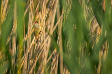 Marsh Warbler şarkı söylüyor. Akrosefalus palustris..