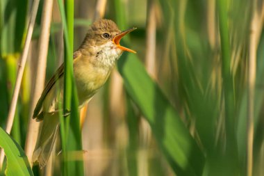 Marsh Warbler şarkı söylüyor. Akrosefalus palustris..