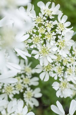 Orlaya grandiflora. Beyaz lacivert yakın çekim.