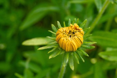 Rudbeckia Goldilocks. Rudbeckia hirta. Rudbeckia goldilocks 'un açılışı kapanıyor.