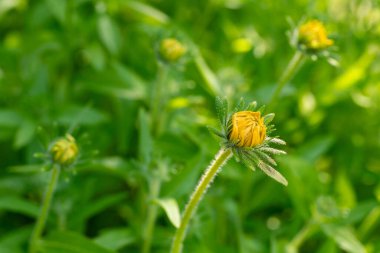 Rudbeckia Goldilocks. Rudbeckia hirta. Rudbeckia goldilocks 'un açılışı kapanıyor.