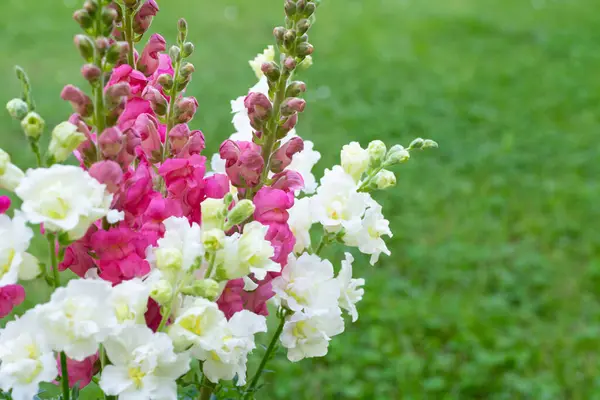 stock image Beautiful white madame butterfly and vibrant pink snapdragons. Snaps close up. Various colors snapdragon flowers close up background.