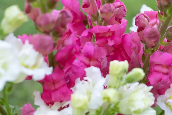 stock image Beautiful white madame butterfly and vibrant pink snapdragons. Snaps close up. Various colors snapdragon flowers close up background.