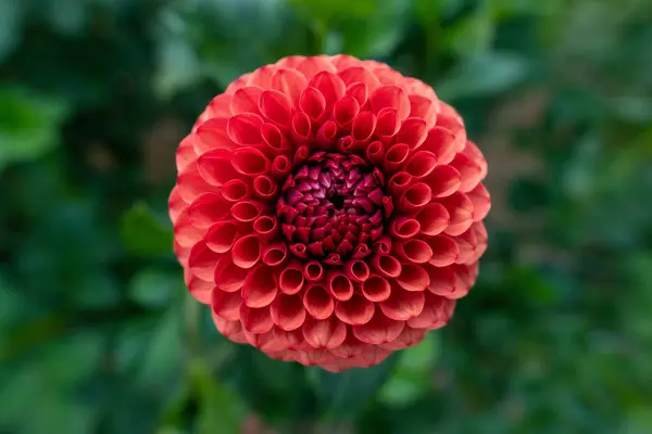 stock image Brown sugar dahlia flower. Beautiful rusty red ball variety dahlia close up.