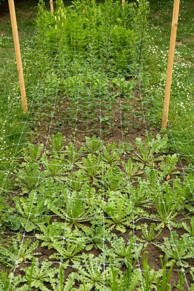 stock image Cut flower netting. Plant support net. Using plastic garden netting to support plants in cut flower garden.