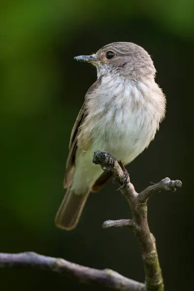 stock image Spotted Flycatcher, Muscicapa striata side view.