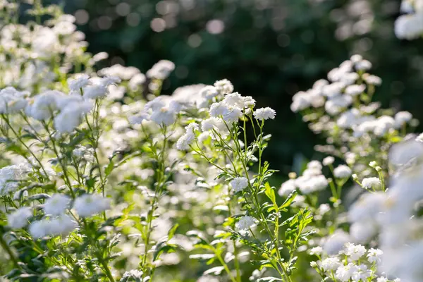 stock image Young Feverfew plants in full bloom. Tanacetum parthenium. Feverfew is used as a filler flower in cottage style bouquets.