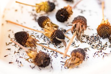 Kurumuş Rudbeckia çiçek başları. Yayılmak için tohum topluyorum. Bahçe arka planı. 
