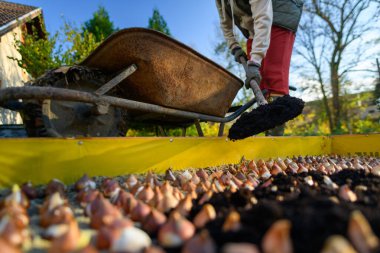 Planting tulip bulbs in a raised bed during sunny autumn afternoon. Adding compost to flowerbed. Growing tulips. Fall gardening jobs background. clipart