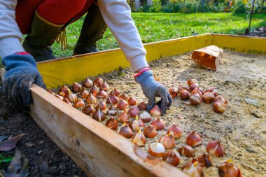 Planting tulip bulbs in a raised flower bed during a beautiful sunny autumn afternoon. Growing tulips. Fall gardening jobs background. clipart