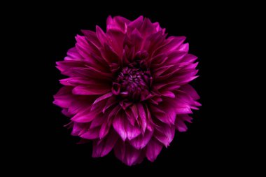 Thomas Edisson Dahlia 'nın güzel bir single' ının stüdyo portresi. Siyah arka planda izole edilmiş. İzole edilmiş yıldız çiçeği.