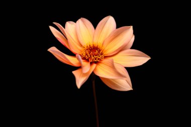 Vals yapan tek bir güzel Matilda Dahlia 'nın stüdyo portresi. Siyah arka planda izole edilmiş. İzole edilmiş yıldız çiçeği.