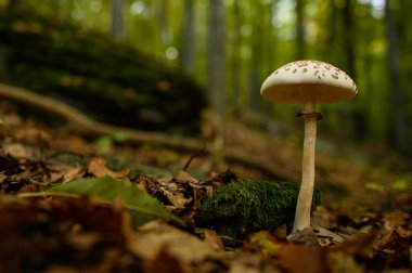 Vahşi mantar arka planı. Doğal orman ortamlarında yetişen yenilemez mantarlar. Mevsimlik mantarlar sonbahar arka planı.